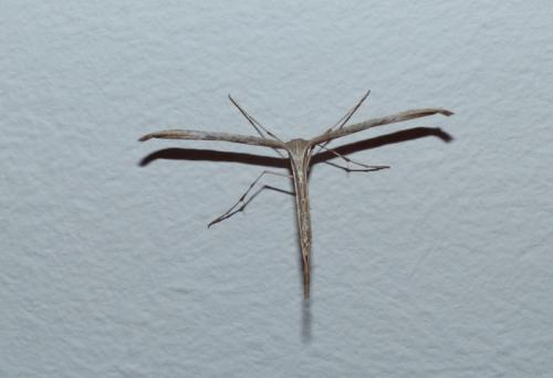 Réf. 295 395 : Emmelina monodactyla